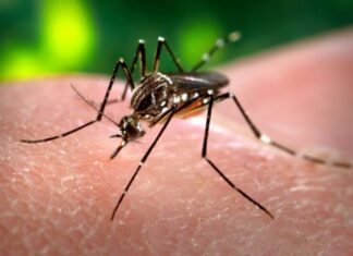 Dengue: Confirmaron nueve casos en la ciudad