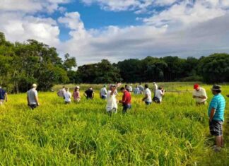 Arroz: Aprestos para la recorrida a campo de ensayos regionales
