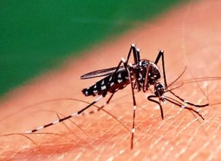 5 muertos por dengue en todo el país y más de 5.500 casos