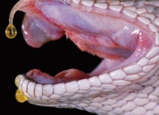 Toxina de serpiente de cascabel ayuda a combatir el cáncer, según investigadores del instituto Butantan