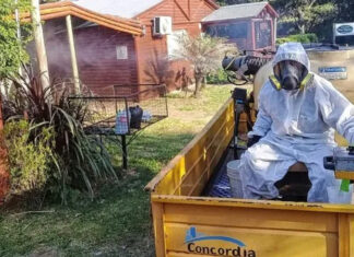 Concordia declara emergencia sanitaria por proliferación del dengue