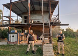 Desmantelaron plantación de marihuana en una isla entrerriana