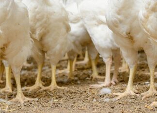 Jornada de actualización técnica sobre cama de pollos: aportes para su utilización y manejo