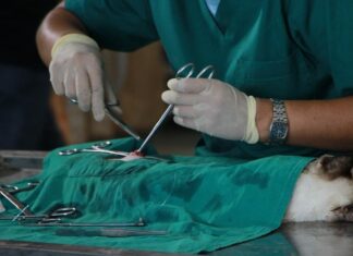 Habrá una jornada de castración felina gratuita en el Multieventos