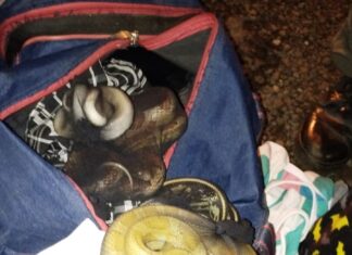 Detuvieron a un hombre que viajaba en micro con serpientes y otros animales