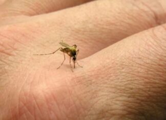 Dengue: Reportaron el segundo deceso y 163 nuevos casos en la última semana