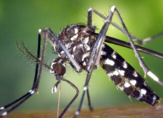 Llega el frío: ¿A qué temperatura muere el mosquito del dengue?