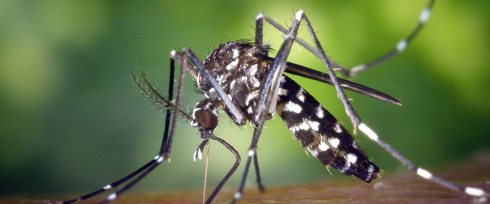Llega el frío: ¿A qué temperatura muere el mosquito del dengue? | DIARIO LA  CALLE