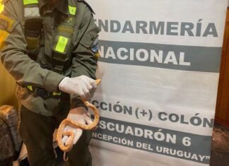 Gendarmería incautó reptiles en peligro de extinción en Ruta Nacional 14