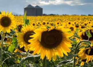 Hubo una fuerte caída de la superficie sembrada con girasol