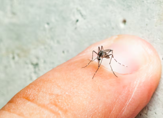 Dengue: Ya hay más de 270 positivos