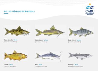 CARU destaca la importancia de respetar la talla mínima de pesca