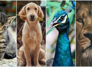 Hoy se celebra en Argentina el Día del Animal