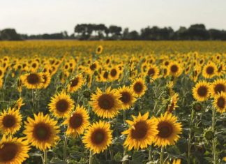 Cosecha del girasol en Entre Ríos: Sufrió una caída del 66% interanual