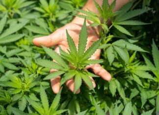 Jornada de formación en cultivo de cannabis y salud integral