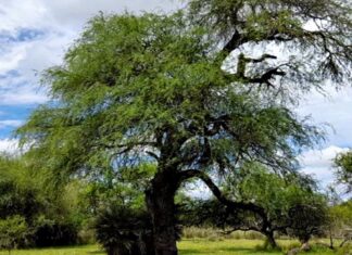 Entre Ríos trabajará en conjunto con otras cinco provincias en el cuidado del ambiente