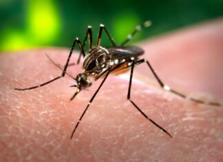 Pusieron el acento en las acciones preventivas contra el dengue
