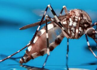 En la última semana: Notificaron 2072 nuevos casos de dengue en Entre Ríos