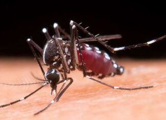 En la última semana se notificaron 2.072 nuevos casos de dengue
