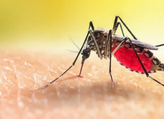 Dengue: Disminuyen los casos, pero hay que mantener las medidas de prevención