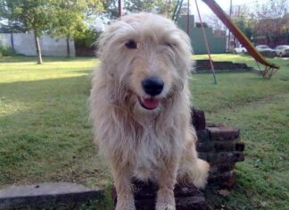 En el Día del Animal se recordaron a “las queridas mascotas”