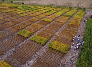 Evidencias del mejoramiento genético y resistencia al Pulgón Amarillo