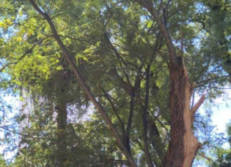 Tras su caída, retiraron un árbol en descomposición