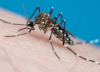 Ya son 648 los casos confirmados de dengue