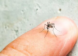 Epidemiología: Ascienden a 760 los casos de dengue