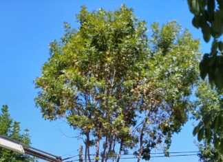 Comienza la poda de árboles en Concepción del Uruguay