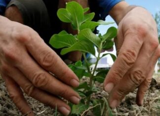 Tras 34 años, el Gobierno nacional dio de baja el Pro Huerta