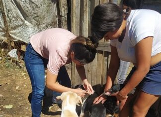 Realizan una nueva jornada gratuita de vacunación antirrábica