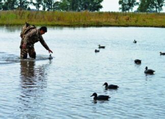 RECURSOS NATURALES. Habilitan la caza deportiva menor en Entre Ríos
