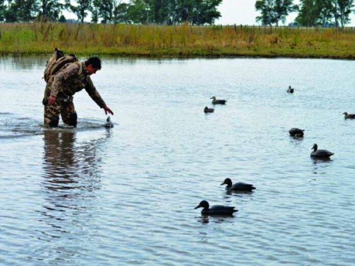 02 Caza menor patos