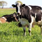 7 Ponen en marcha Buenas Prácticas Lecheras