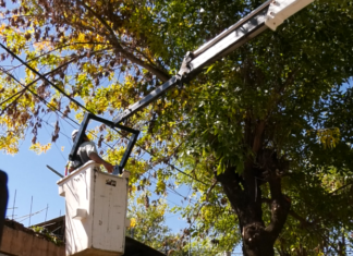 Continúa la poda de árboles en Concepción del Uruguay