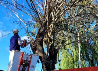 En Caseros comenzó la temporada de poda