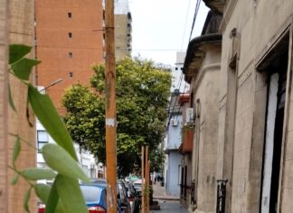 Arbolado: Se plantaron los primeros especímenes de la nueva etapa