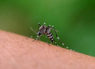 Dengue: Entre Ríos bajó la barrera de los 1.000 casos semanales