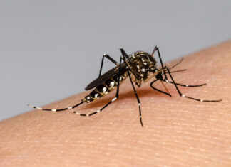 Novena semana consecutiva con descenso de casos de dengue en Entre Ríos