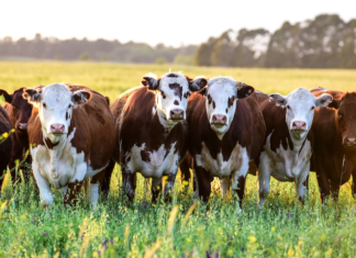 El Proyecto Local Ganadero brinda nuevas tecnologías a los productores