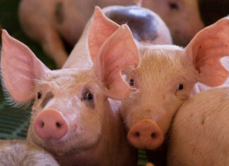 En la semana de la triquinosis, se brindan charlas a escuelas agrotécnicas