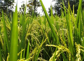 MÁS DE 442.000 TN. La producción de arroz entrerriano creció el 13%