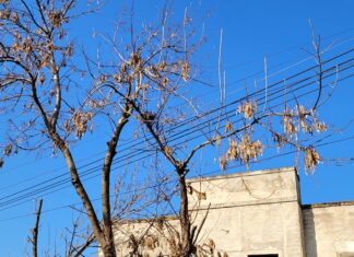 Caseros: Espacios Verdes impulsa el plan de forestación