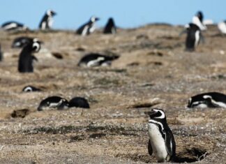 “Los hechos son de una crueldad extrema”, aseguró la fiscal que investiga la matanza de pingüinos en Punta Tombo