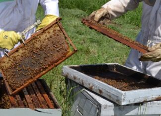 Apicultura: Trabajan para prevenir el pequeño escarabajo de la colmena