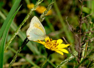 Día del Ambiente: Difunden material y recursos para trabajar en las aulas