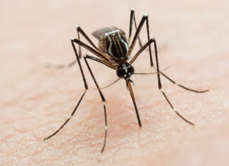 Durante la última semana se registraron 359 casos de dengue en Entre Ríos