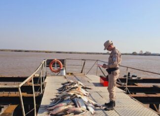 Pesca furtiva en Ibicuy: secuestraron 83 especies de río
