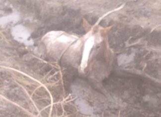 Bomberos colaboró con el rescate de un caballo
